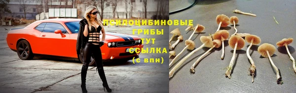 спайс Тавда